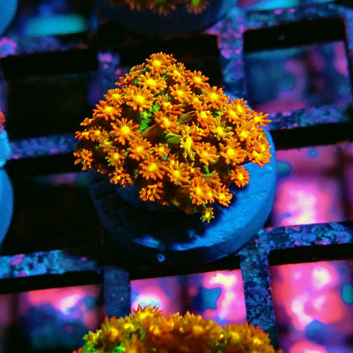 Goniopora Orange-Green