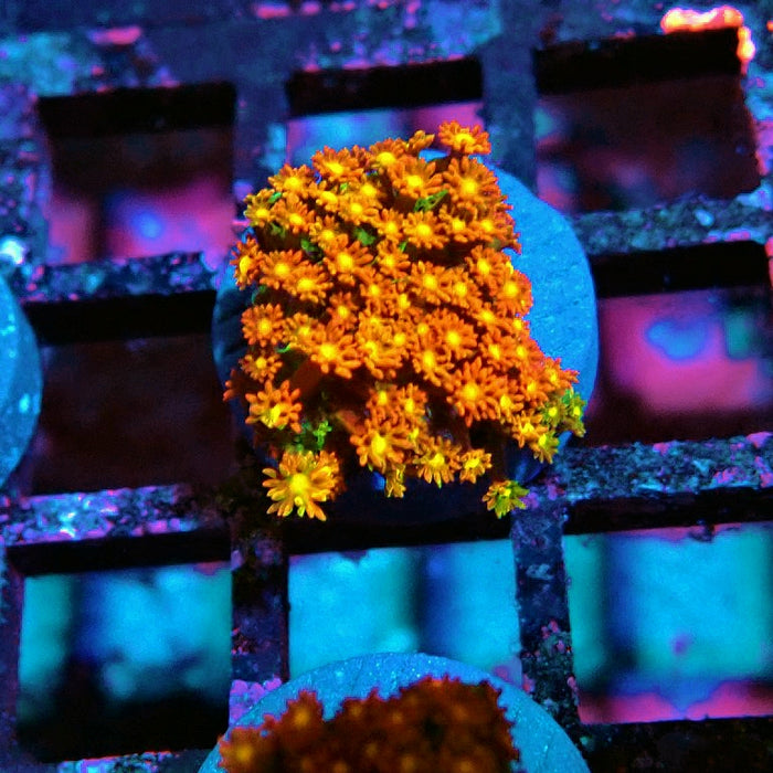 Goniopora Orange-Green