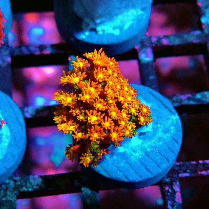 Goniopora Orange-Green