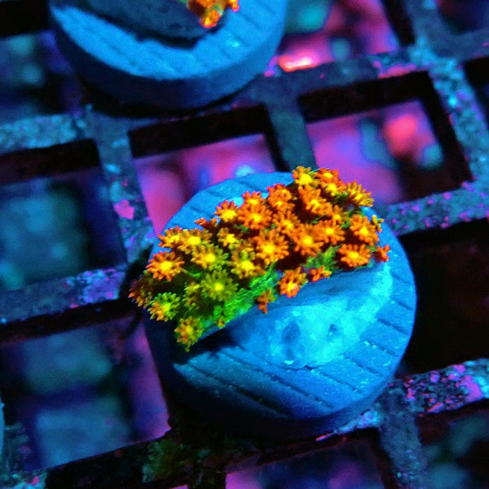 Goniopora Orange-Green