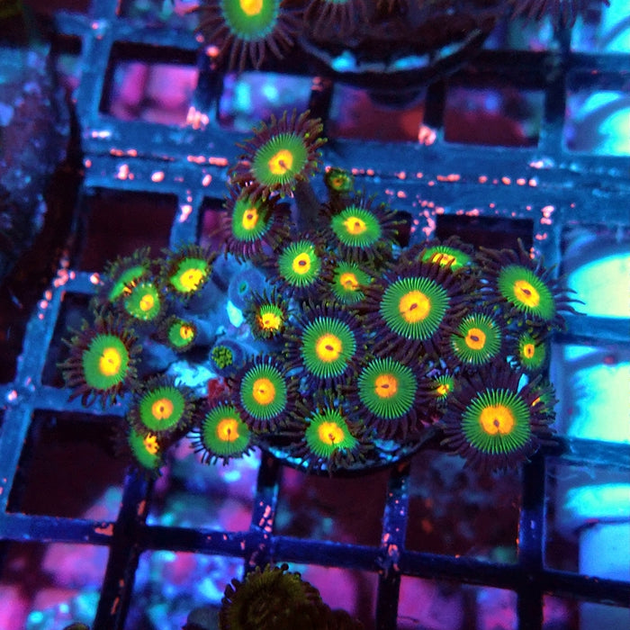 Ultra Zoas Frag