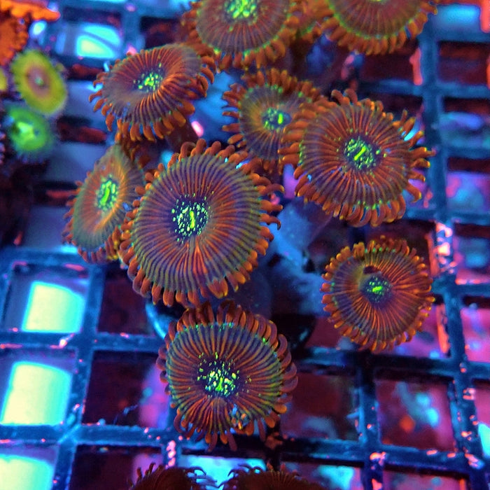 Ultra Zoas Frag