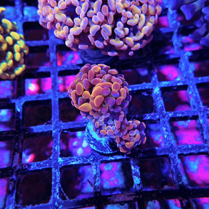 Euphyllia Pink Orange Branch Hammer