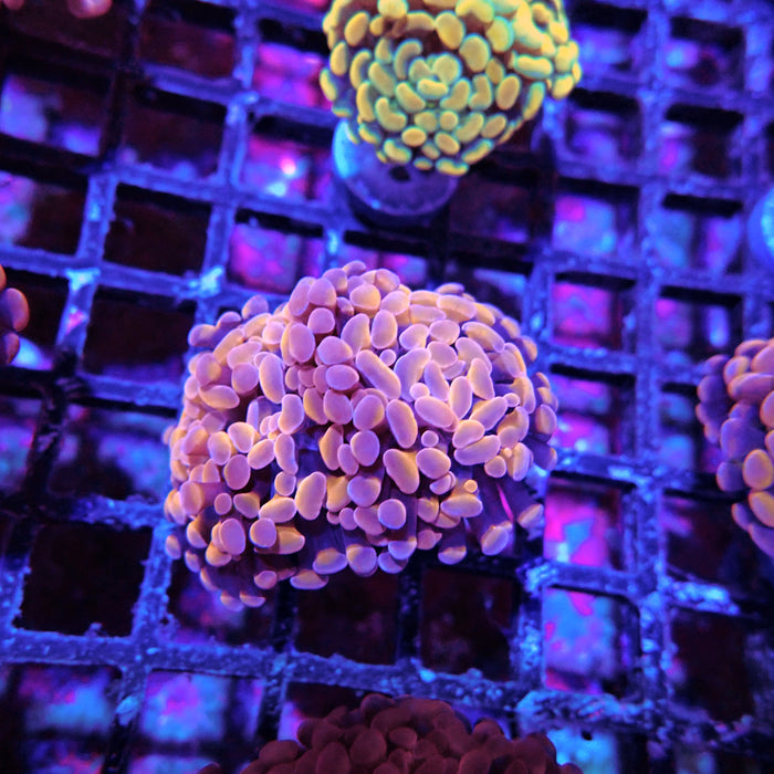 Euphyllia Pink Orange Branch Hammer