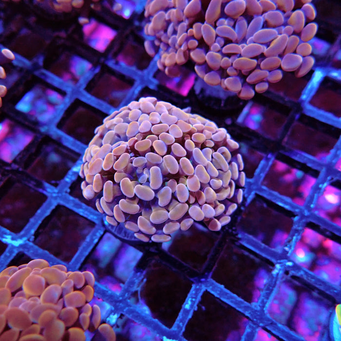 Euphyllia Pink Orange Branch Hammer