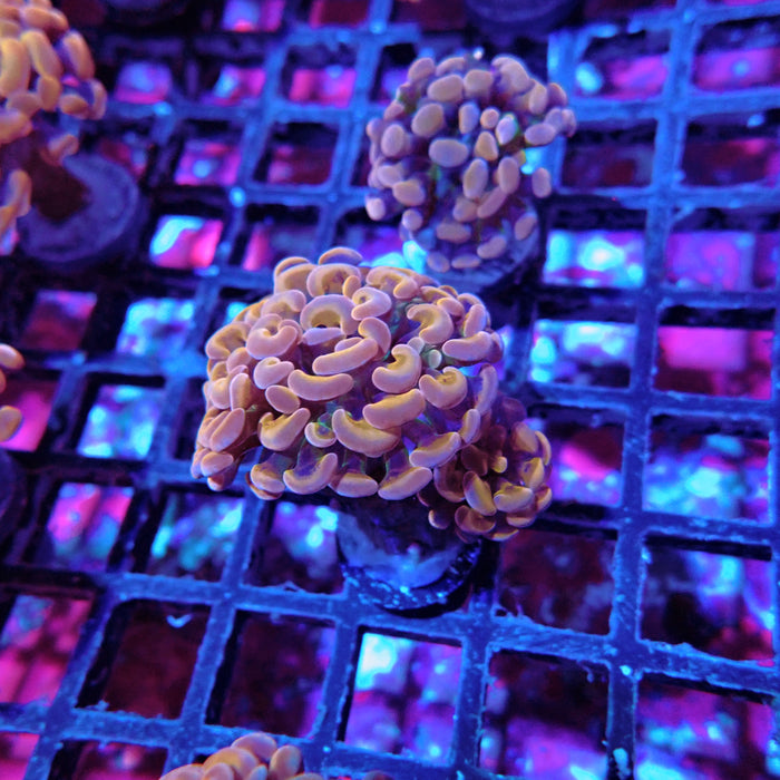 Euphyllia Pink Orange Branch Hammer