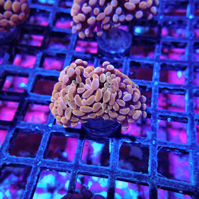 Euphyllia Pink Orange Branch Hammer