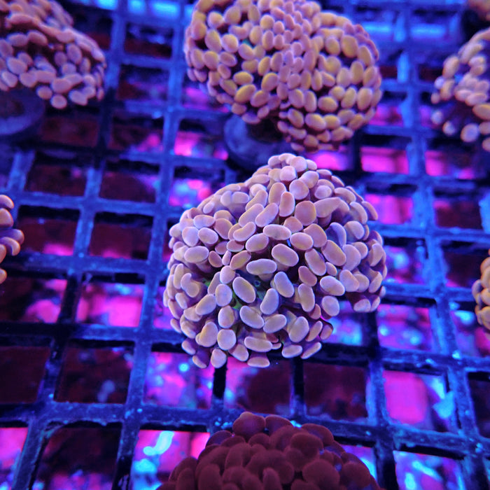 Euphyllia Pink Orange Branch Hammer