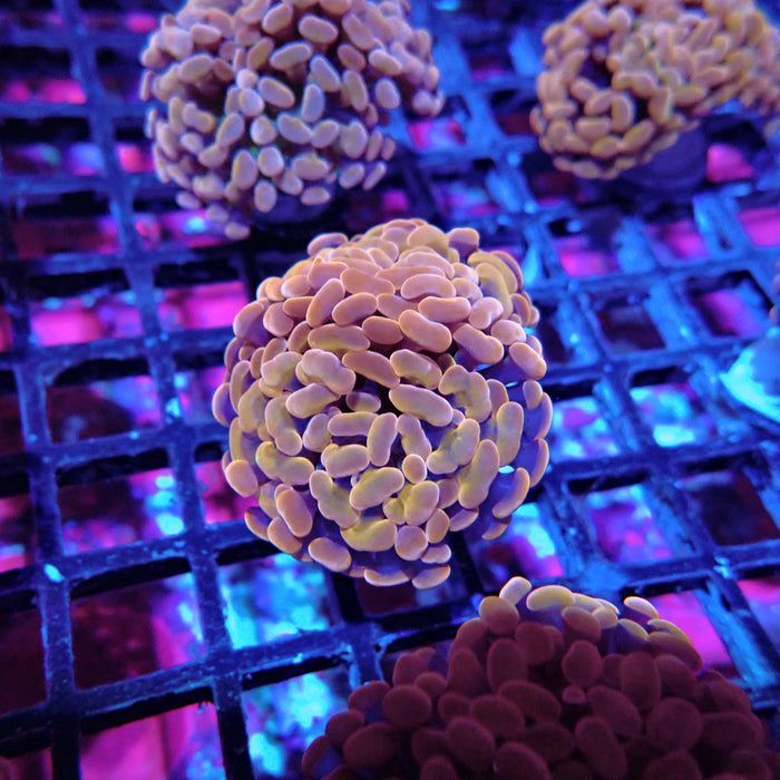 Euphyllia Pink Orange Branch Hammer