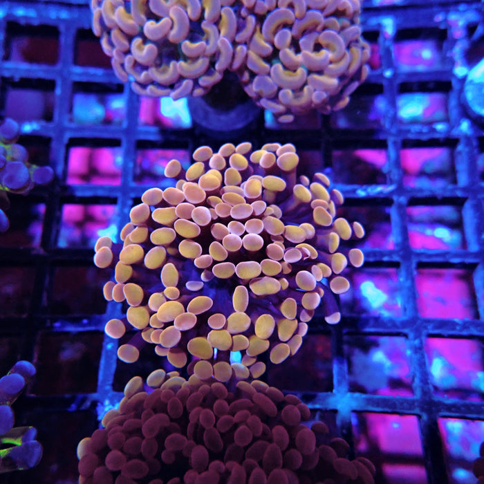 Euphyllia Pink Orange Branch Hammer