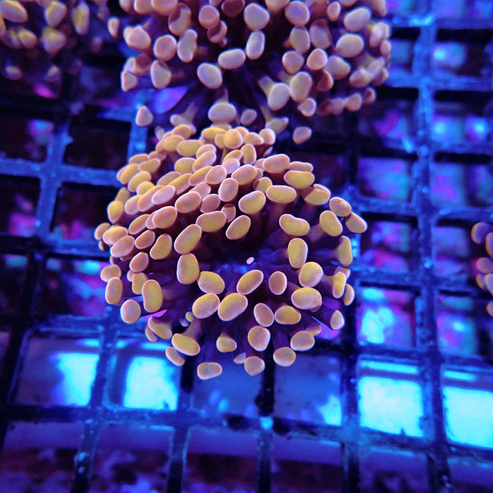 Euphyllia Pink Orange Branch Hammer