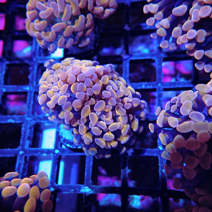 Euphyllia Pink Orange Branch Hammer