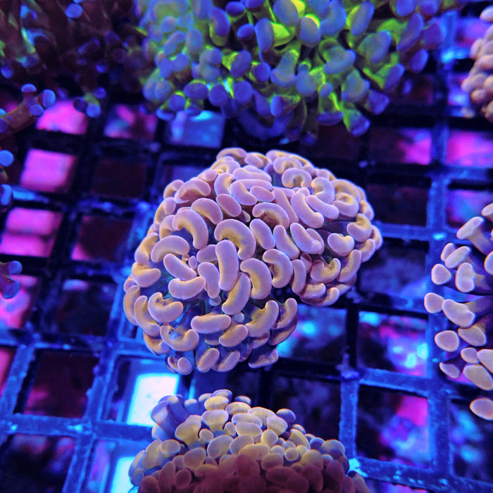 Euphyllia Pink Orange Branch Hammer