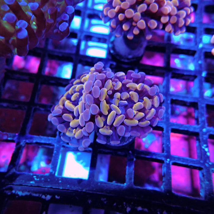 Euphyllia Pink Orange Branch Hammer