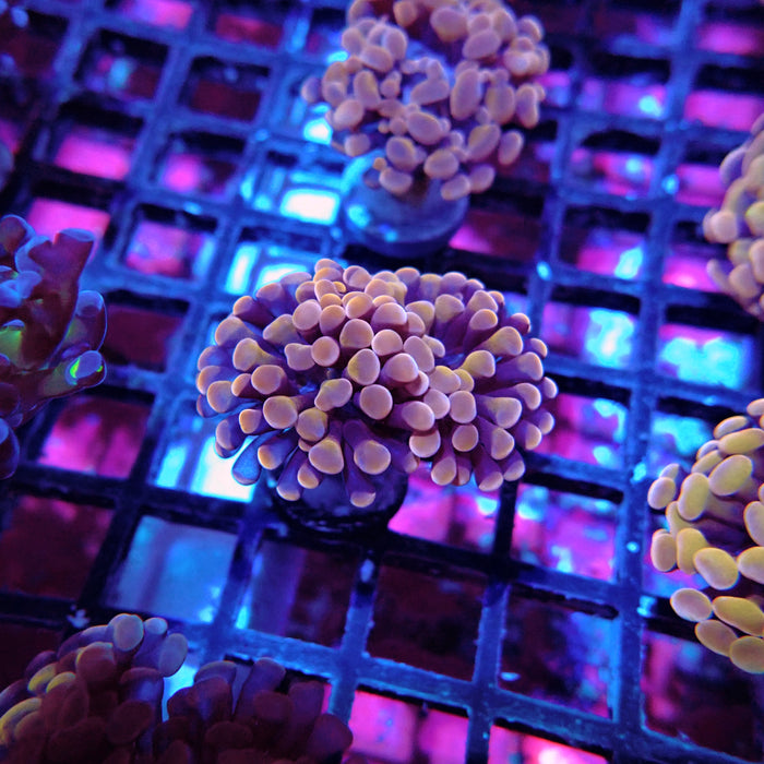 Euphyllia Pink Orange Branch Hammer