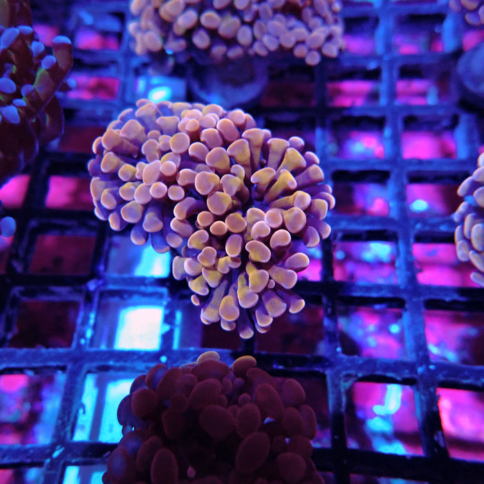 Euphyllia Pink Orange Branch Hammer
