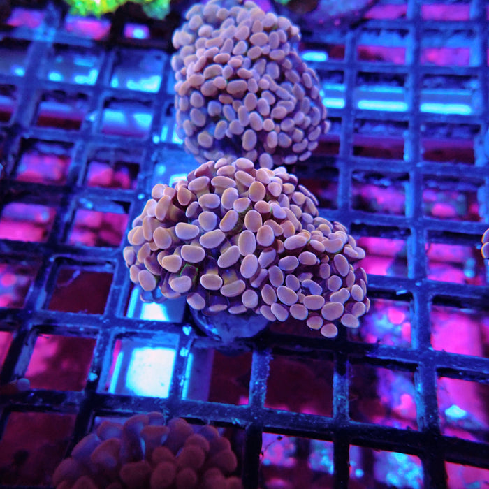 Euphyllia Pink Orange Branch Hammer