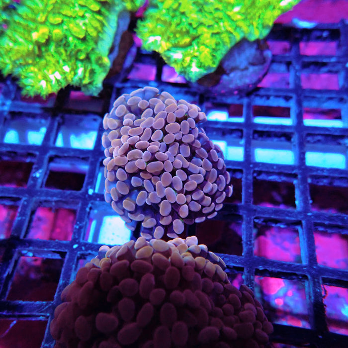 Euphyllia Pink Orange Branch Hammer