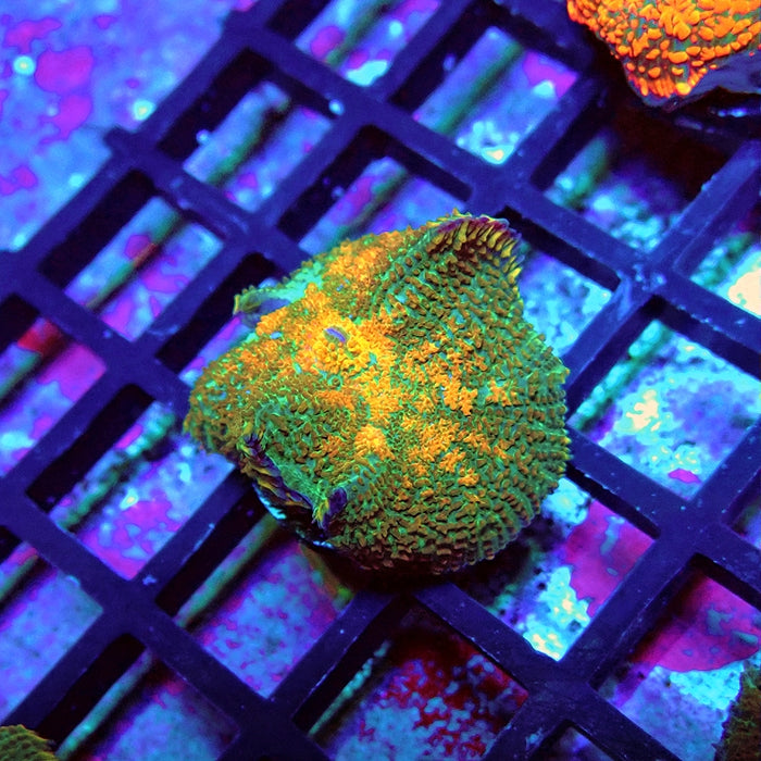 Green Orange Rhodactis