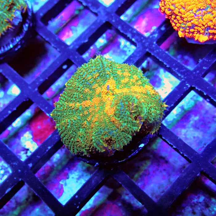 Green Orange Rhodactis