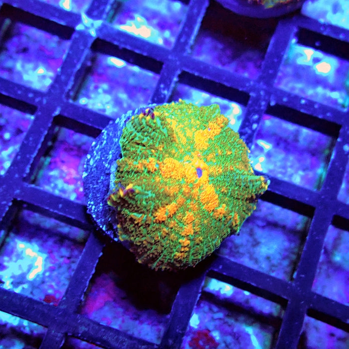 Green Orange Rhodactis