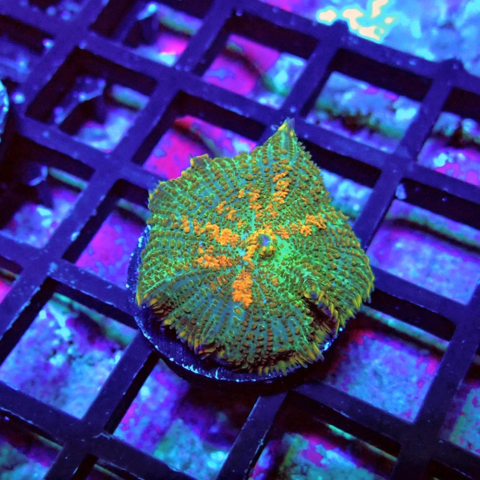 Green Orange Rhodactis