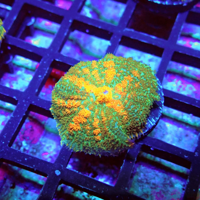 Green Orange Rhodactis
