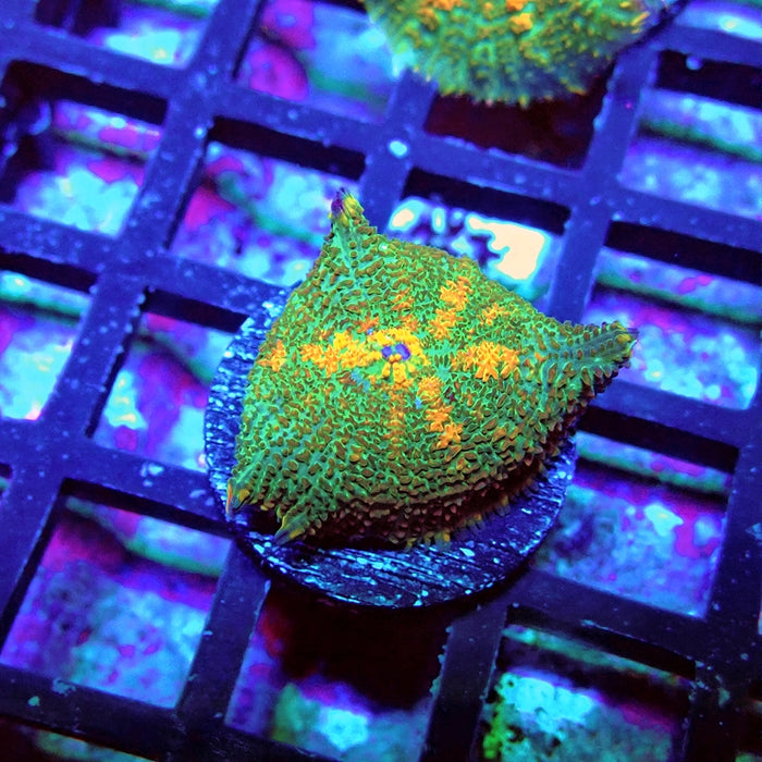 Green Orange Rhodactis