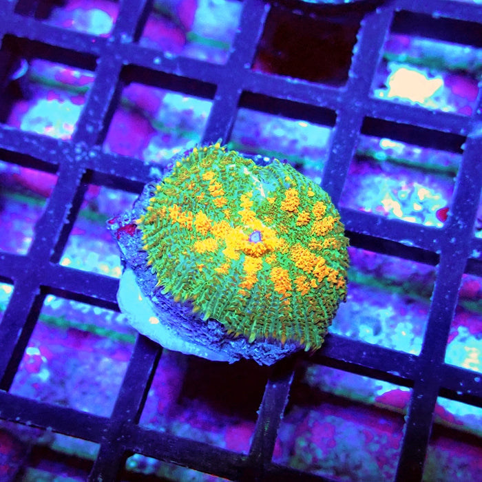 Green Orange Rhodactis