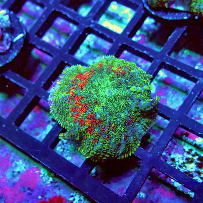 Green-Blue-Red Rhodactis