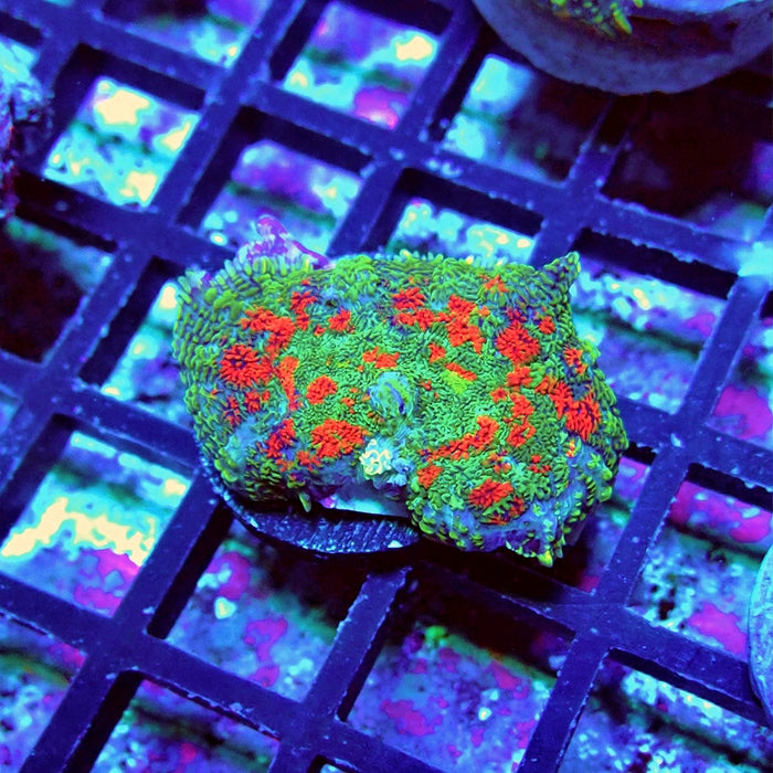 Green-Blue-Red Rhodactis