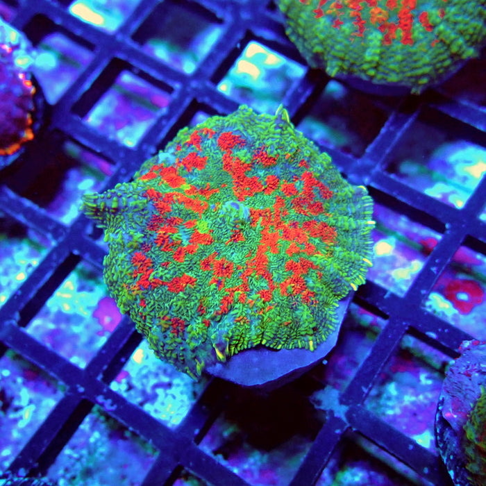 Green-Blue-Red Rhodactis