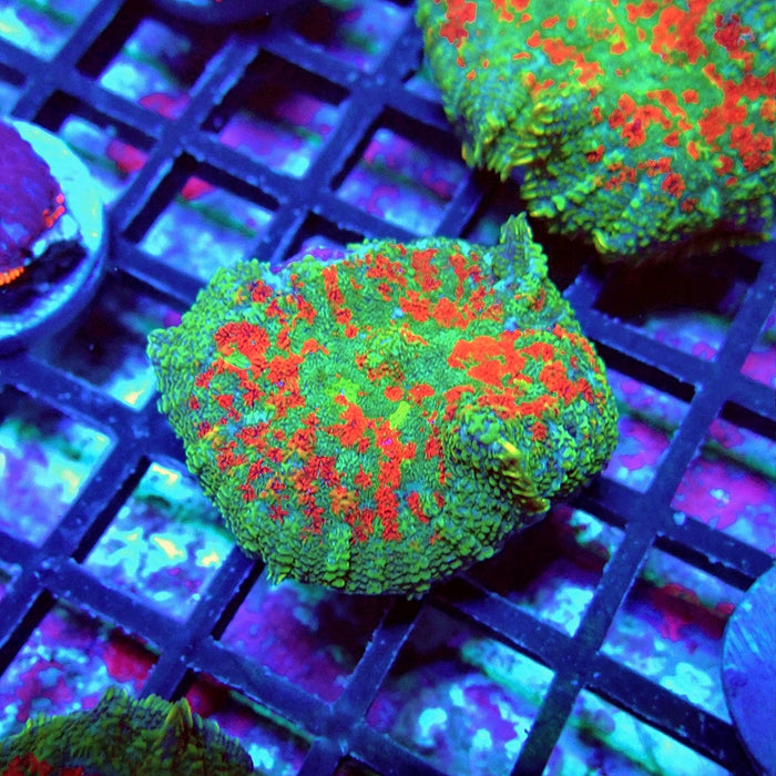 Green-Blue-Red Rhodactis