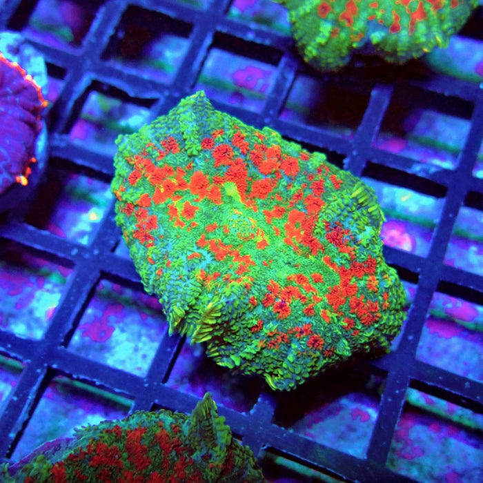 Green-Blue-Red Rhodactis