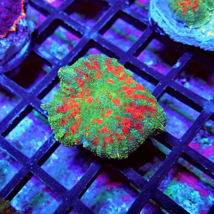 Green-Blue-Red Rhodactis
