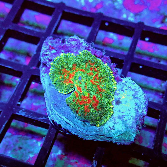 Green-Blue-Red Rhodactis