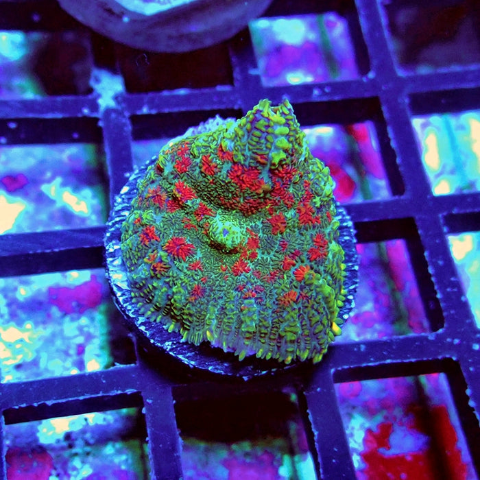Green-Blue-Red Rhodactis
