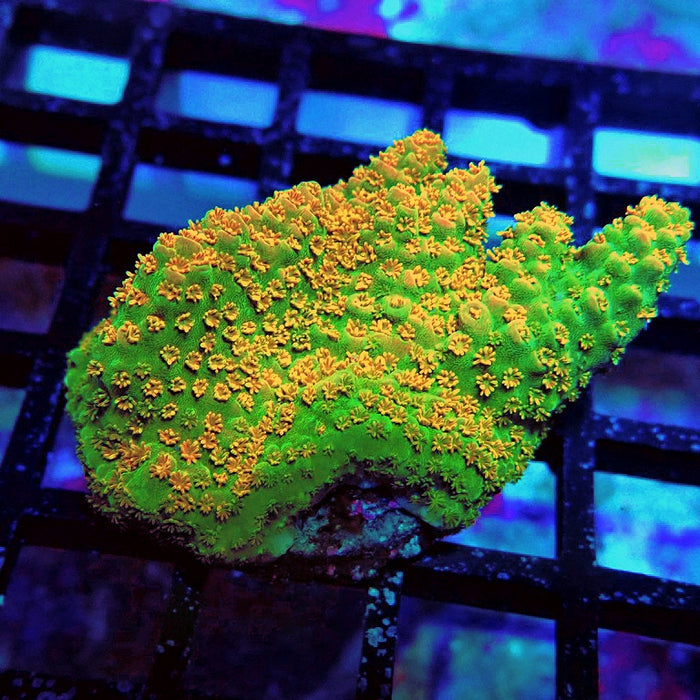 Acro Frag Aquaculture