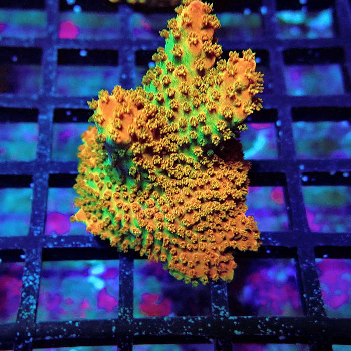 Acro Frag Aquaculture