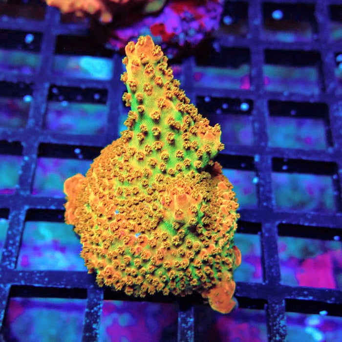 Acro Frag Aquaculture