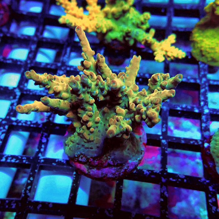 Acro Frag Aquaculture