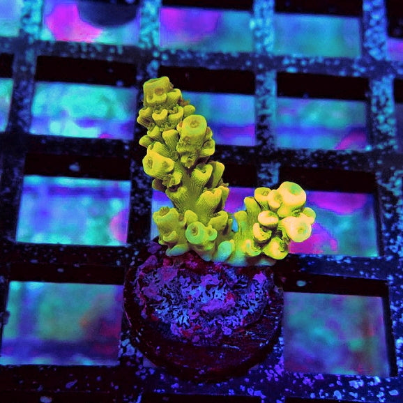 Tenuis Crazy Bright Yellow Red Scales Premium Acro