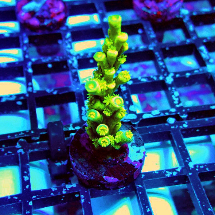 Tenuis Ultra Green Acro