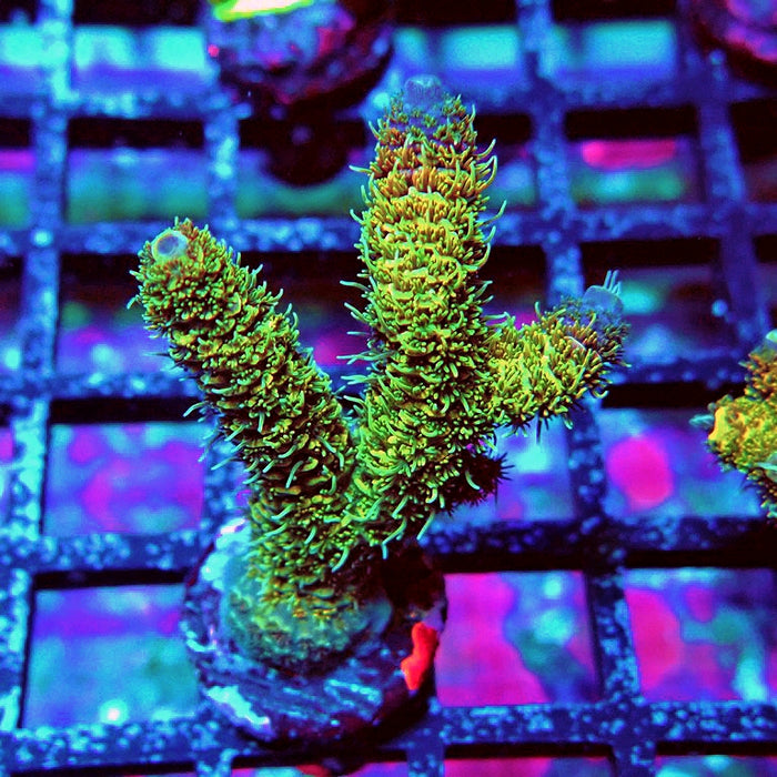 Millepora Blue Tips Acro