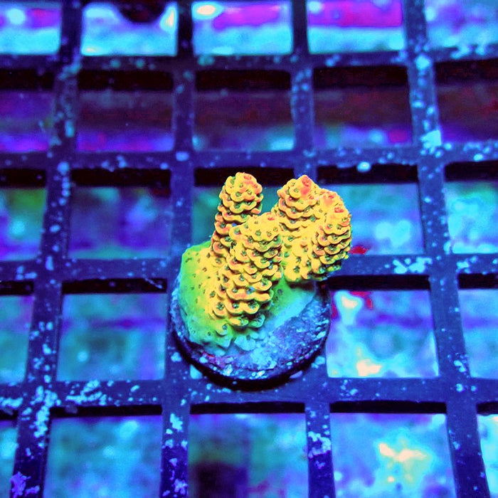 Rainbow Millepora Acro