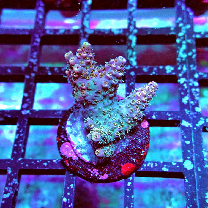 REx Quadricolor Mille Acro