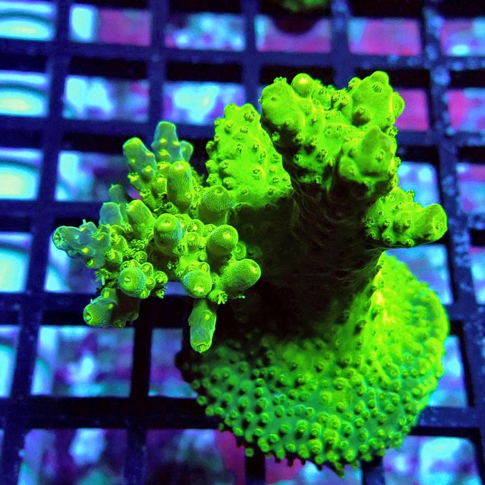 Acro Frag Aquaculture