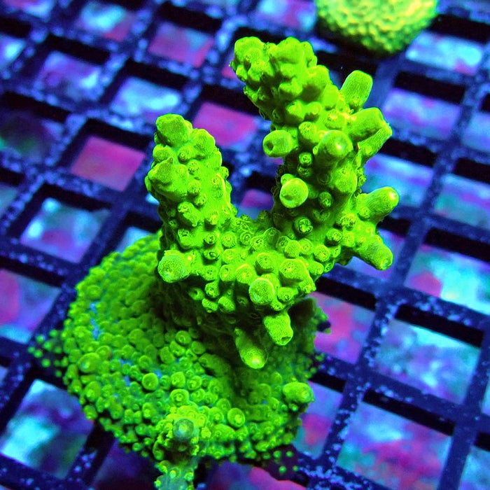 Acro Frag Aquaculture