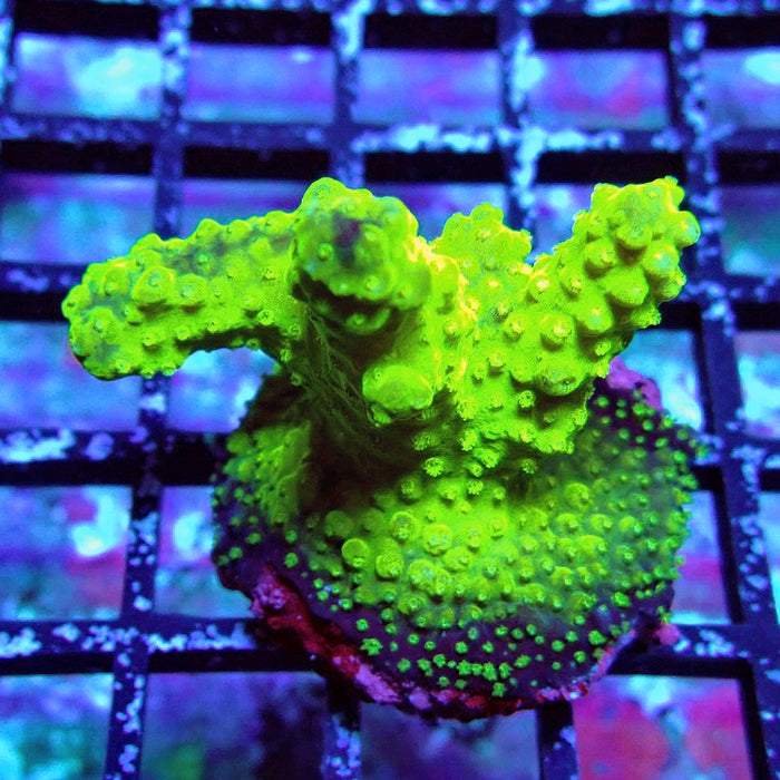 Acro Frag Aquaculture