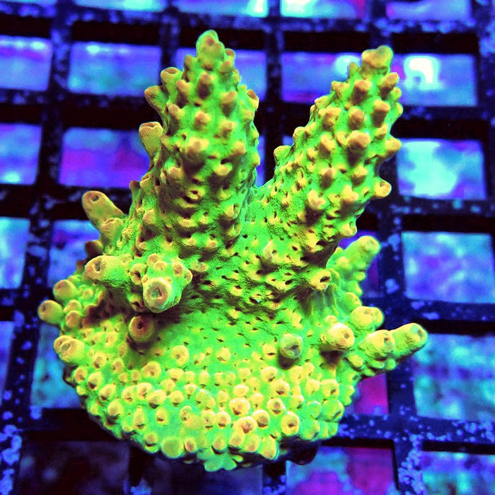 Acro Frag Aquaculture